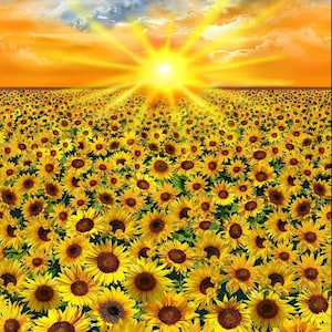 23" Panel - Sunflower Sunset Panel - Sold by the Panel (23" x 43")