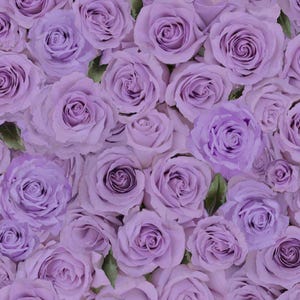 Carta de Amor - Tecido Roxo Rosas Embaladas por Chong-a Hwang - Impressão Digital - Tecido de Algodão