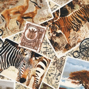 Safari - Postal Safari - Tela de Algodón