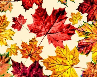 May include: A collection of autumn leaves in various shades of red, orange, and yellow. The leaves are arranged in a random pattern on a white background.
