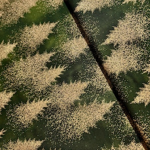 Vigilia d'inverno - Alberi Foresta/Oro metallizzato - Tessuto di cotone