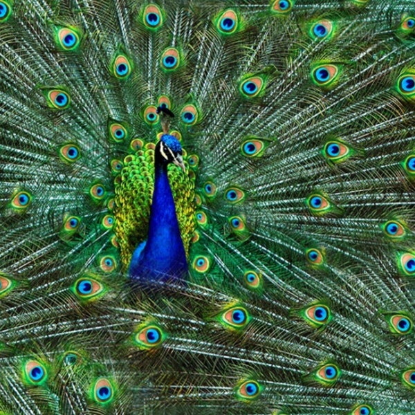 Hoffman Fabrics - Proud As A Peacock - Peacock Digital Print - Cotton Fabric