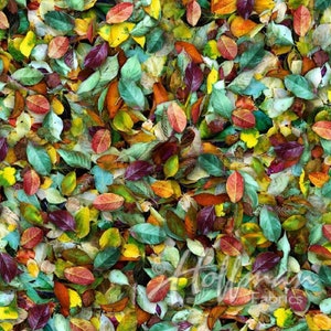 Hoffman Fabrics - Leaf Me Be - Digital Print - Cotton Fabric