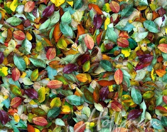 May include: A close-up image of a variety of colorful autumn leaves, including shades of red, orange, yellow, green, and brown. The leaves are scattered on the ground, creating a vibrant and textured pattern.
