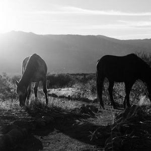 Wild horses photography, Wild mustang print, Carson City Horses, herd, Black and white print, horse art, horse decor, western, farmhouse