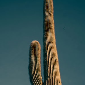 Cactus, Southwest, photo, digital download, landscape, nature, Arizona, wall art, desert photography, western decor, Saguaro, print