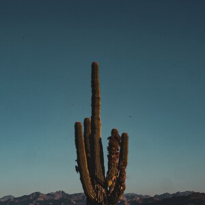 Cactus, Southwest, photo, digital download, landscape, nature, Arizona, wall art, desert photography, western decor, Saguaro, print