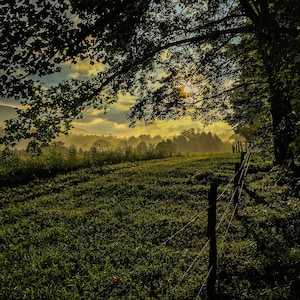 The Golden Hour in Cades Cove