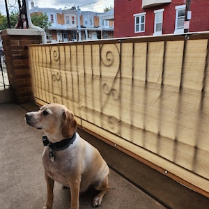 May include: A light brown dog with a black collar sits on a concrete porch, looking to the side. Another dog is lying down in the background. A tan screen fence with decorative swirls is behind the dogs.