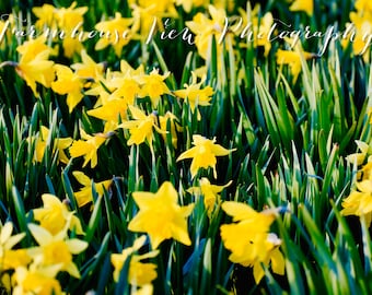 Narcisi