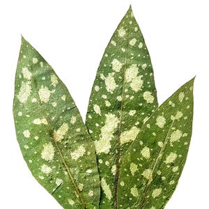 May include: Close-up of three green leaves with irregular white spots. The leaves are long and pointed, with visible veins and stems. The background is plain white, highlighting the natural details of the foliage.