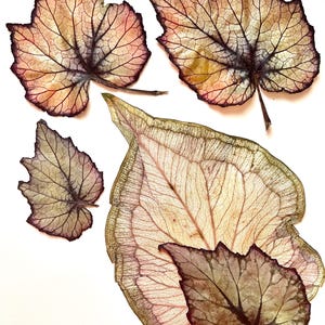 May include: A collection of five pressed botanical leaves featuring intricate vein patterns. The leaves display a gradient of colors including pale pink, muted green, and deep purple edges, with a translucent, skeletonized texture throughout.