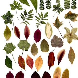May include: A collection of assorted pressed botanical specimens including various green fern fronds, jagged-edged leaves, smooth oval foliage, and dried flower petals in shades of deep burgundy, golden yellow, muted brown, and vibrant green.