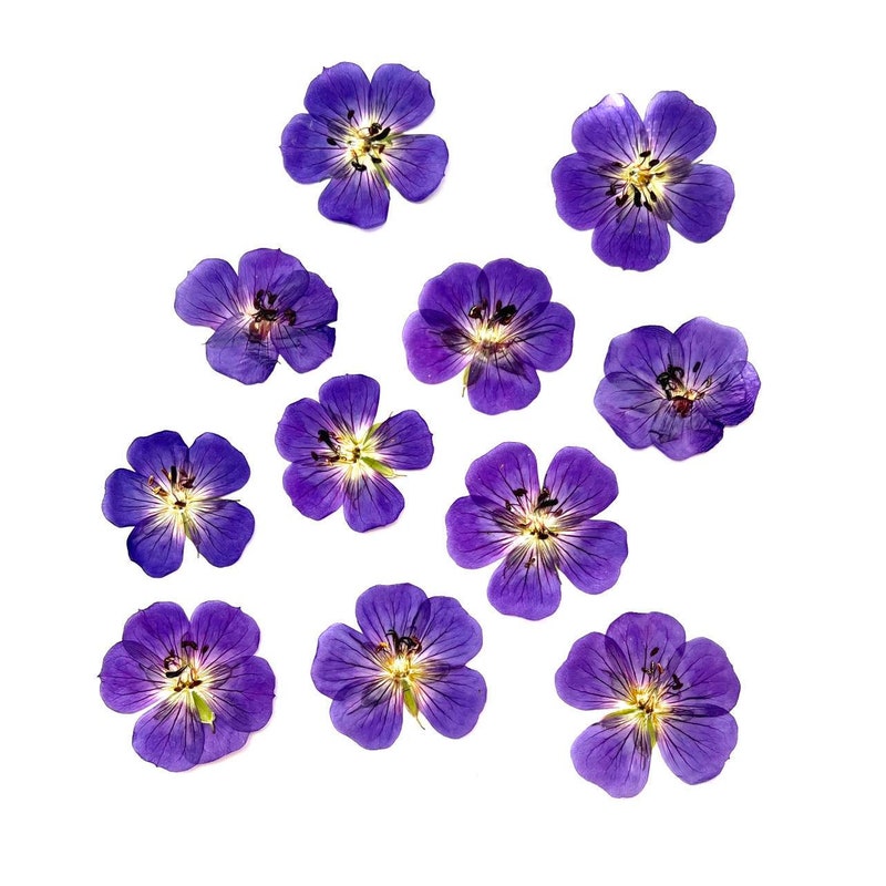 Edible Flowers - Etsy