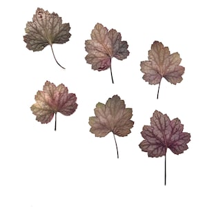Assorted pressed round leaves (0,5-4in)