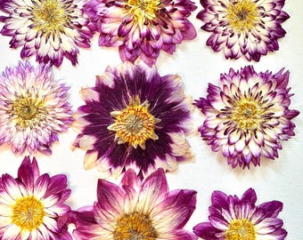 Purple dahlias, pressed and natural 3D,  size 2-5in.