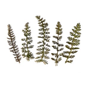 May include: Five sprigs of dried yarrow leaves are arranged against a white background. The leaves are a mix of green and brown, with a feathery texture. The image is well-lit, highlighting the details of the dried plants.