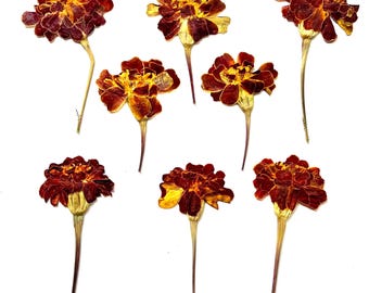 Pressed Marigold Flowers: Orange-Yellow, Arts & Crafts (1-1.5in)