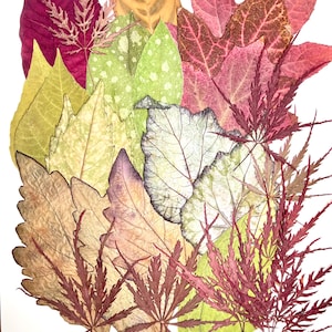 May include: A collection of pressed dried leaves in various shapes and colors, including deep red, yellow, green, and brown tones. The arrangement features broad, serrated, and delicate palmate leaf structures layered together on a white surface.
