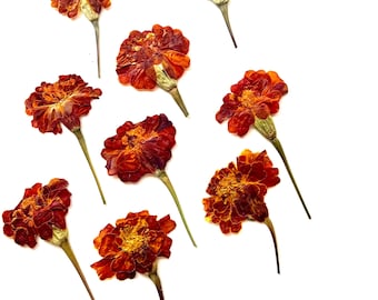 pressed orange marigold flowers; Size 1-2 Inch