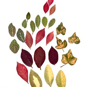 May include: A collection of pressed leaves in various shapes and colors, including solid red, deep purple, variegated green and cream, and green leaves with white vein patterns, arranged in a scattered pattern against a plain white background.