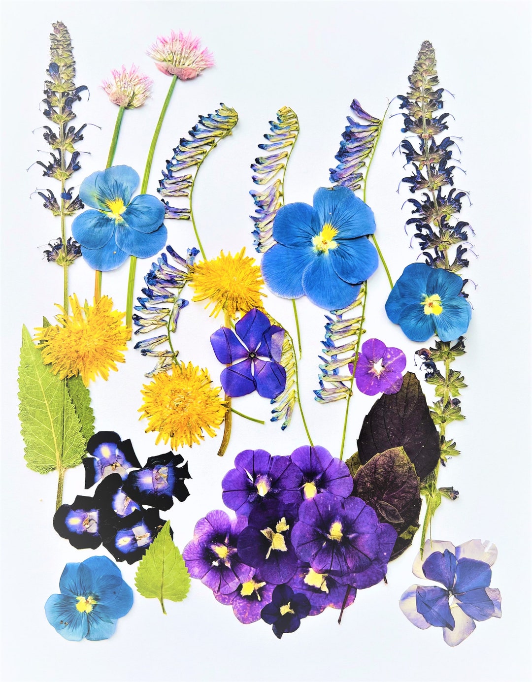 Pressed Blue Flowers Edible Flowers Blue Flowers Pressed Etsy
