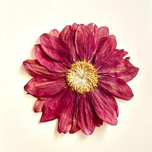 May include: A pressed flower with deep magenta petals arranged in a circular pattern around a textured, light yellow center. The dried bloom features visible veins on each petal, showcasing a flat, preserved appearance against a plain background.