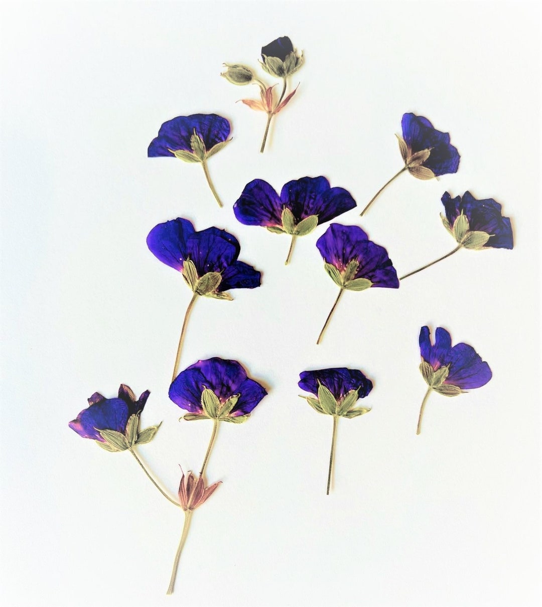 Blue Edible Flowers Pressed Flowers Decorate the Cake Etsy