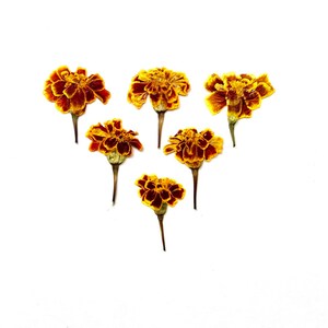 Pressed flowers, Marigold flowers, Orange flowers, Yellow flowers, Edible flowers, Flowers to fill with resin, Marigolds about 1 in.