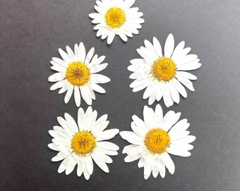 Pressed flowers, Large chamomile flowers, Pressed chamomile flowers 1.5- 3in,