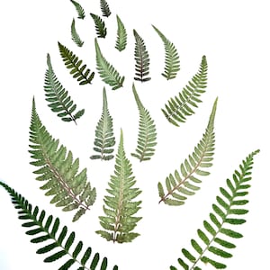 May include: A collection of fifteen pressed fern fronds arranged in a vertical pattern. The leaves vary in size and display shades of green, ranging from light olive to deep forest green, with visible delicate veins and serrated edges.