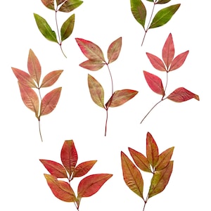 Pressed orange twigs, brown twigs, orange twigs,