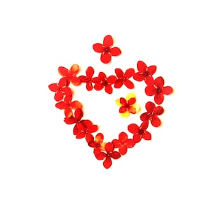 May include: A heart shape made of bright red flowers, with a few yellow and red flowers inside the heart. The flowers are arranged on a white background, creating a simple and elegant floral design.