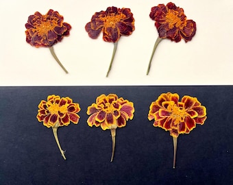 Pressed Orange Marigold Flowers: Edible Cake Decoration (2-2.5in)