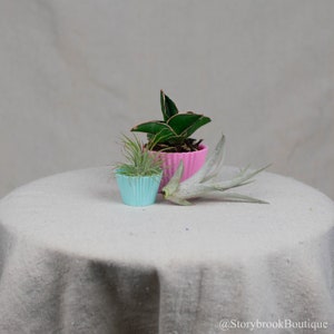 May include: Three small potted plants in pink and blue cupcake liners. The plants are a green succulent, a light green air plant, and a silver air plant.