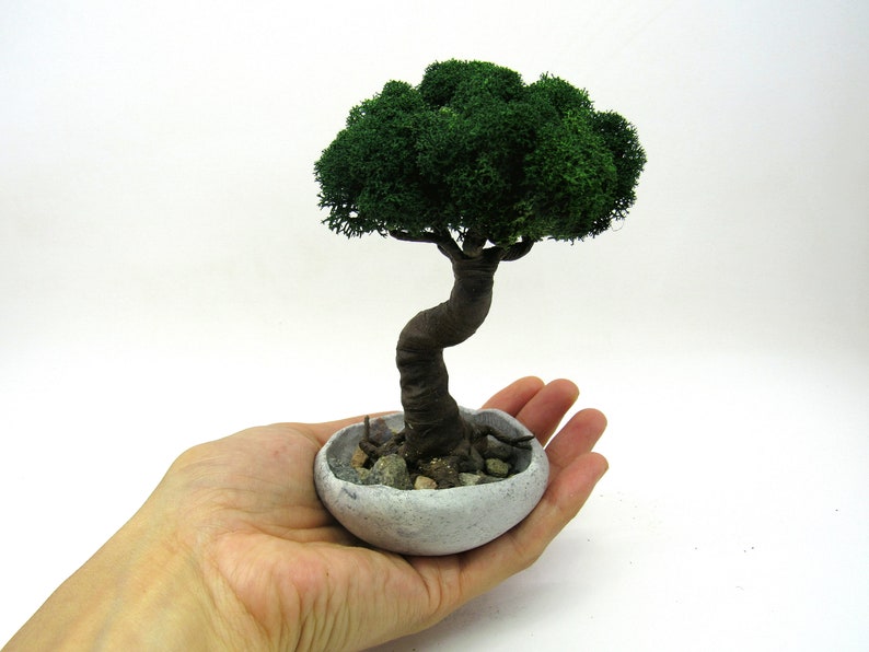 Image result for bonsai tree