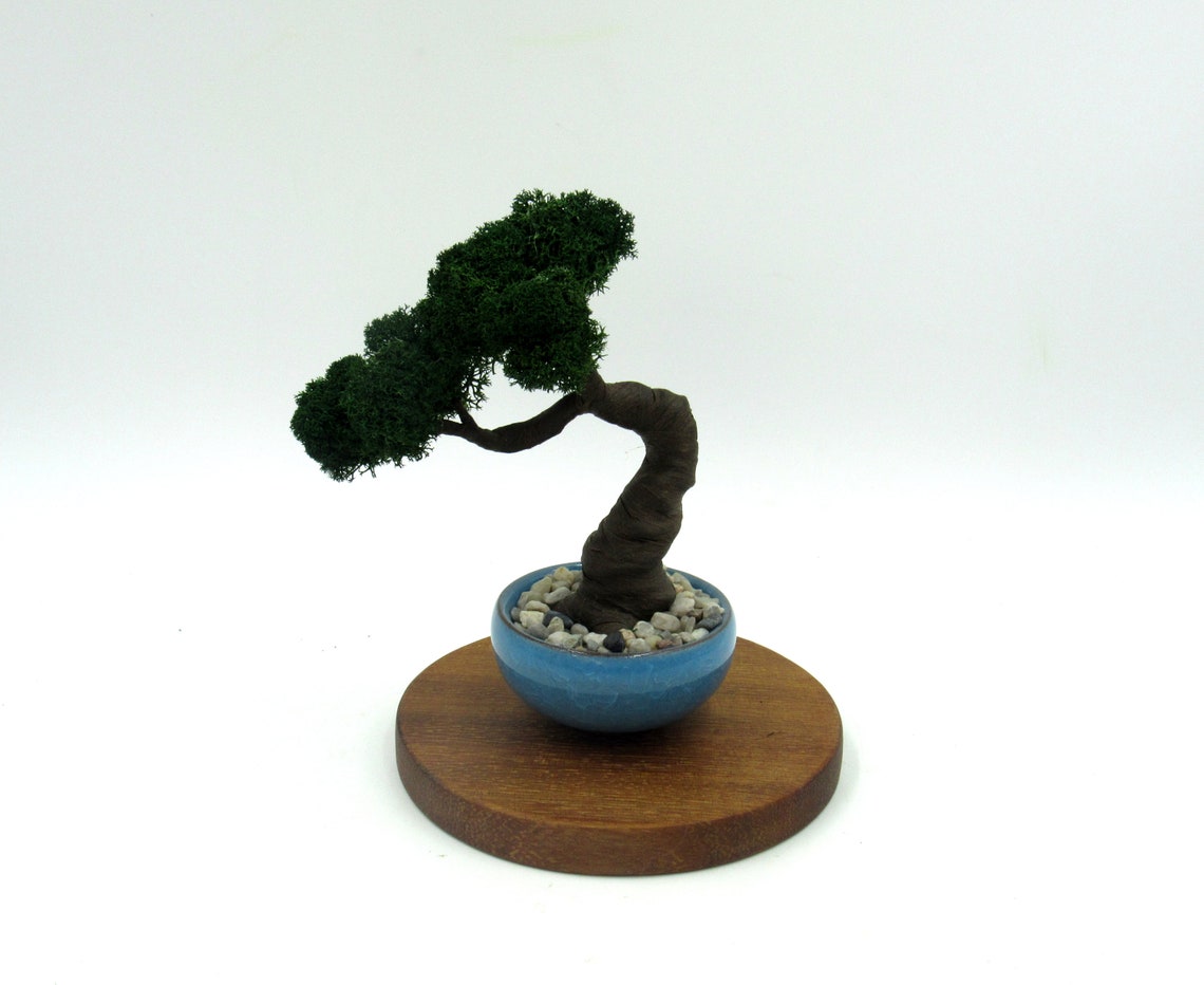 Java moss bonsai tree