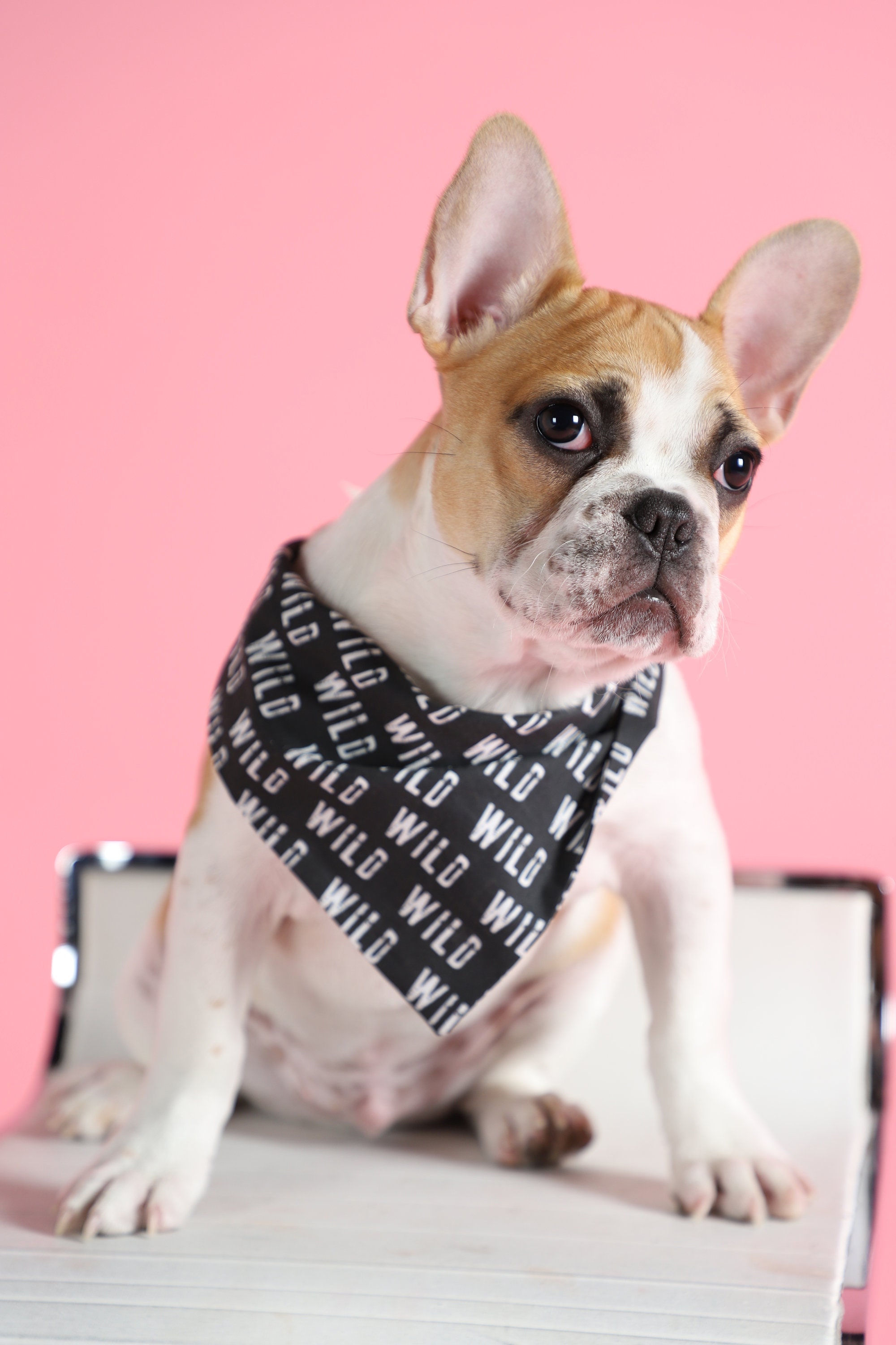 Chat ou Chien Bandana, Bandana Sauvage, Écharpe de Chat, Foulard, Bandana Sauvage Été Pour Chiens Ch