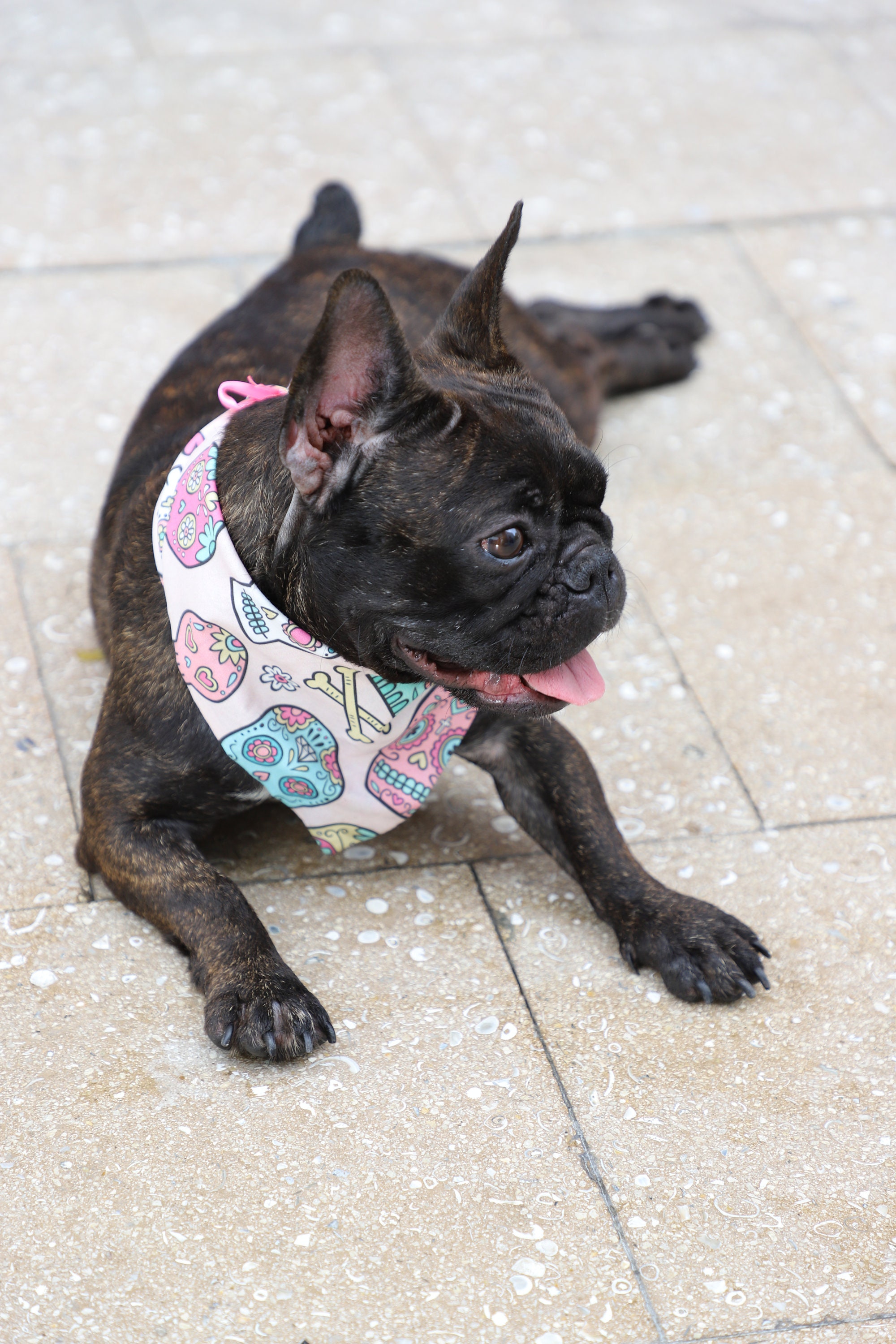 Chat ou Chien Bandana, Sugar Skull Foulard Chat, Foulard, Bandana d'été Pour Chiens Chats