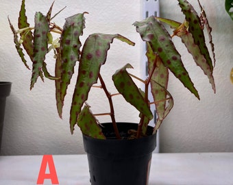 Begonia Amphioxus (2 inch pot)