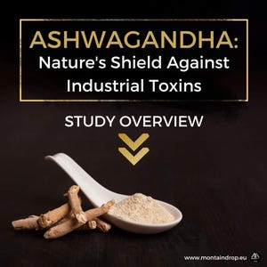 May include: A white ceramic spoon filled with light brown powder, with several brown dried roots on a black surface. The text "ASHWAGANDHA: Nature's Shield Against Industrial Toxins" is in a gold rectangle at the top of the image. The text "STUDY OVERVIEW" is in a gold rectangle below the spoon.