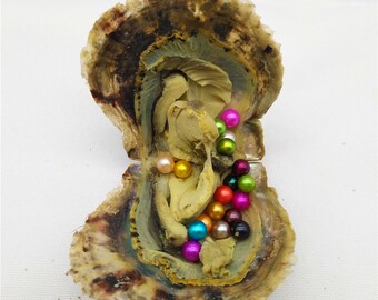 Natural Pearl Oysters Olive Color Pearl PB330 Oysters with 6-9mm Small Rice Drop Pearl Inside