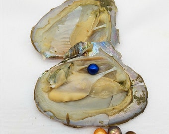 Natural Pearl Oysters Olive Color Pearl PB330 Oysters with 6-9mm Small Rice Drop Pearl Inside