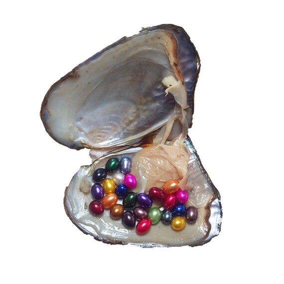 Cultured Pearls in Oysters,Freshwater Pearl Oysters with Pearls Inside Big  Oyster Pearls in Oyster Round Mixed Colors for Jewelry Making or Birthday