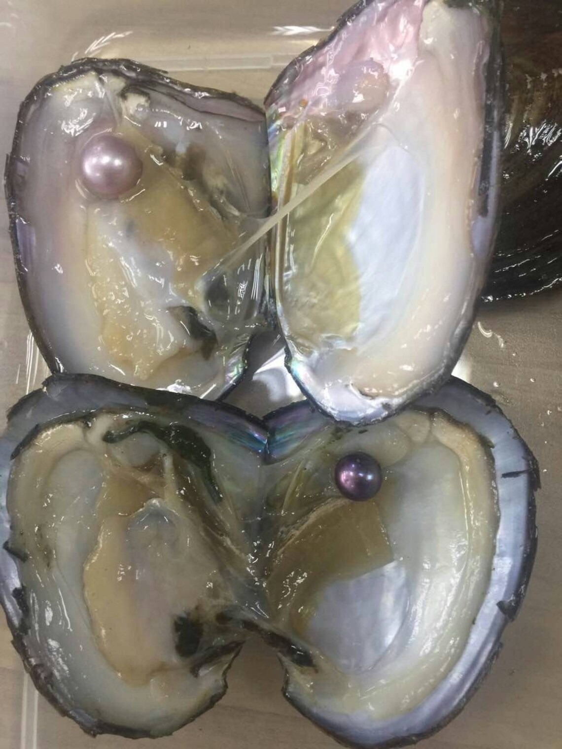 1PC Edison Pearl Oyster Pearl in Oyster Akoya Freshwater Pearl Etsy UK