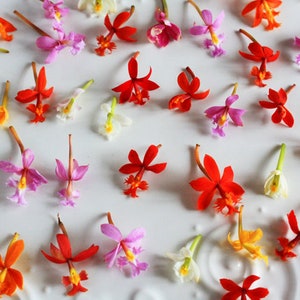 Fresh Edible Flowers Micro Orchid™ 100 Ct