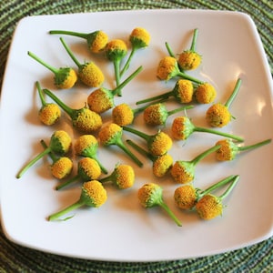 May include: A white plate with a variety of small yellow flowers with green stems. The flowers are arranged in a circular pattern on the plate.