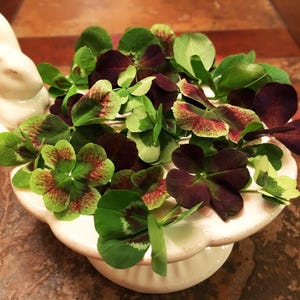 May include: A white ceramic bunny figurine holding a small bouquet of green, red, and purple four-leaf clovers.