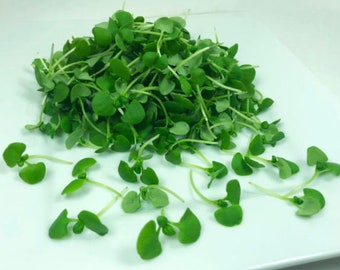 Fresh Micro Basil Italian 4oz