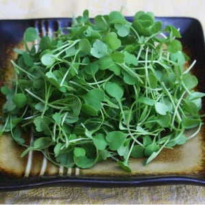 Fresh Micro Arugula 4oz